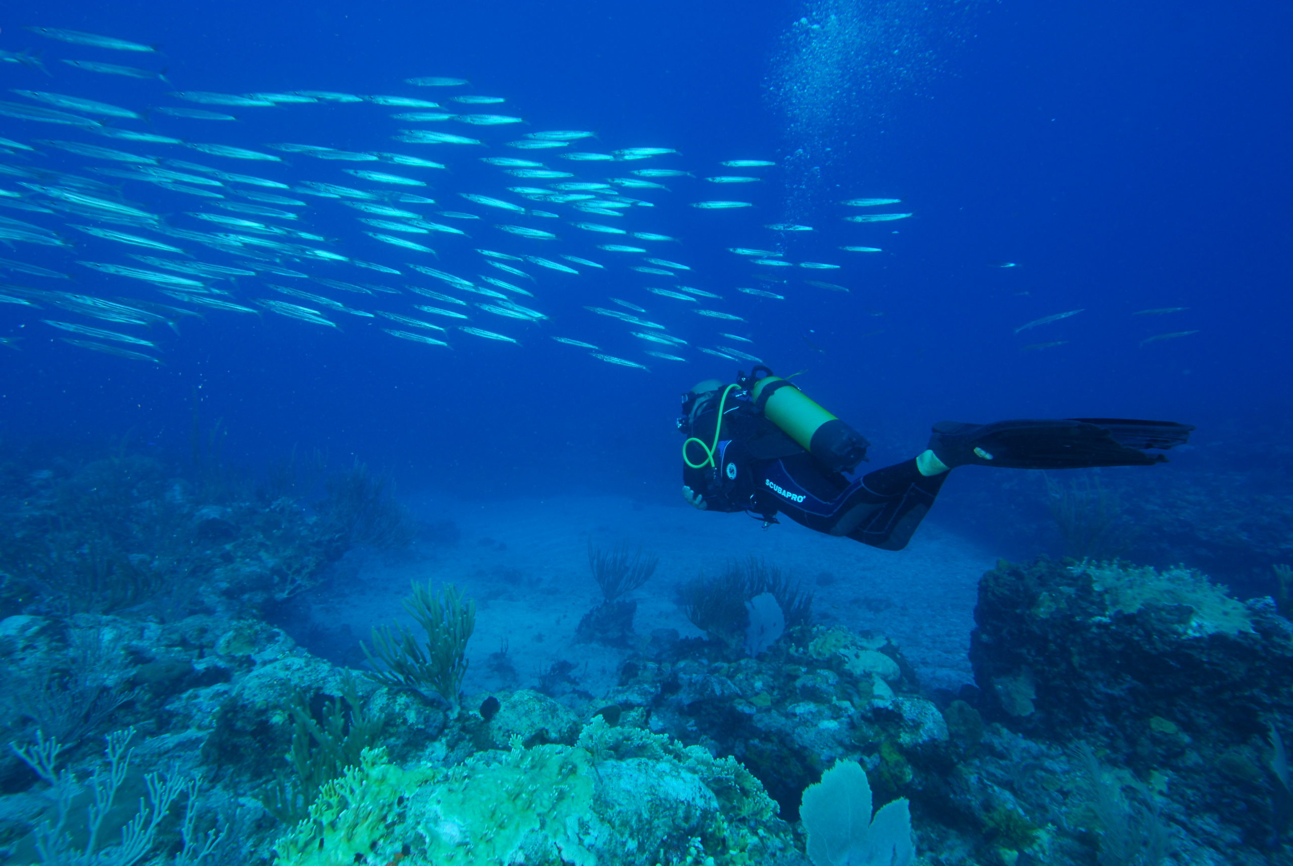 Single dive